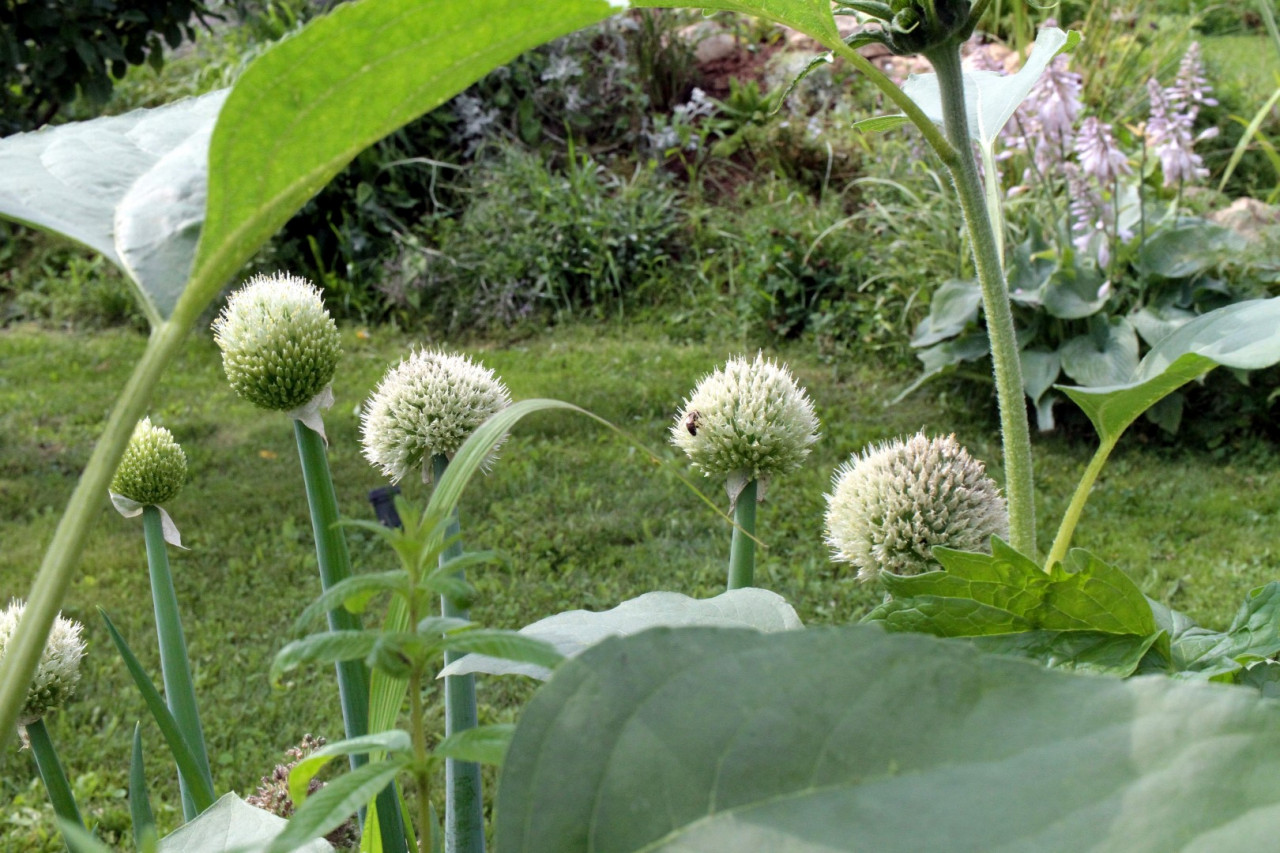 Impressionen aus TomBasi Garten ;)