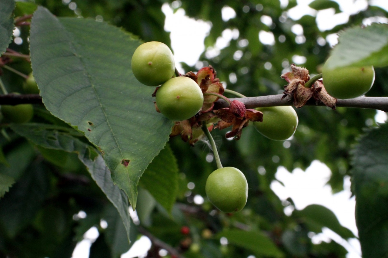 Sommer im TomBasi Garten